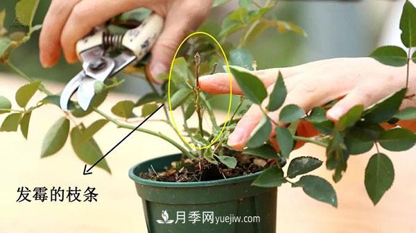 月季小苗冬天剪不剪？(圖2)