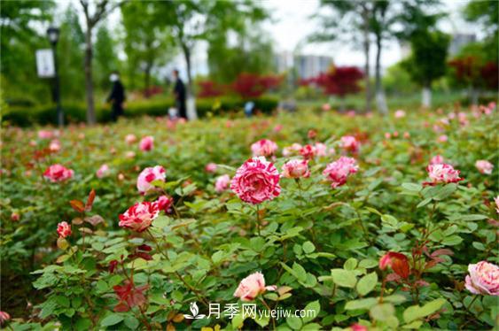月季***適合施肥的時(shí)節(jié)，具體施什么肥？(圖1)