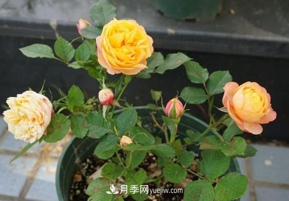 月季***適合施肥的時(shí)節(jié)，具體施什么肥？(圖3)