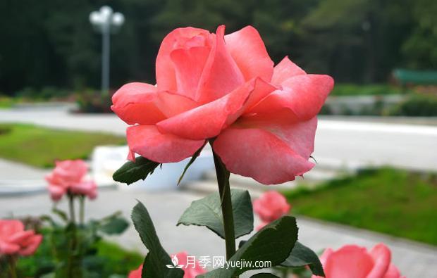 月季葉子發(fā)黃嚴(yán)重落葉怎么治理？(圖1)