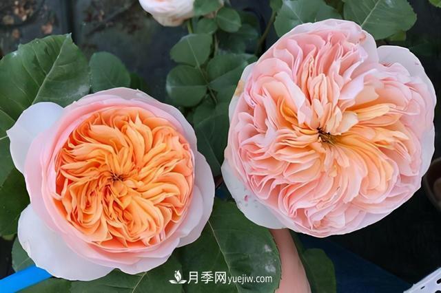 這3個(gè)月季品種是陽臺霸主，喜歡月季花的人都在種植(圖1)