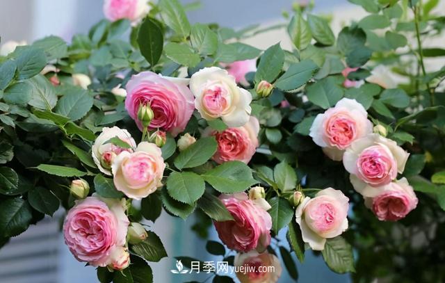 這3個(gè)月季品種是陽臺霸主，喜歡月季花的人都在種植(圖2)
