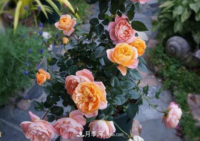 這3個(gè)月季品種是陽臺霸主，喜歡月季花的人都在種植(圖3)