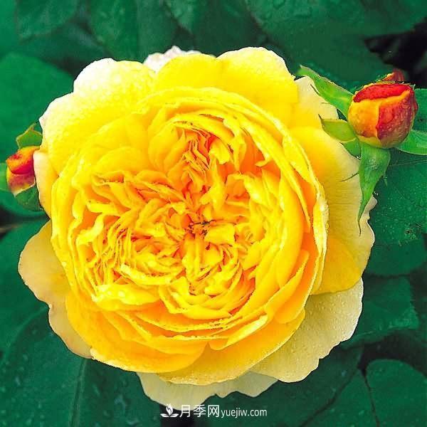 熱銷的8種月季花，沒養(yǎng)的都后悔了！(圖2)