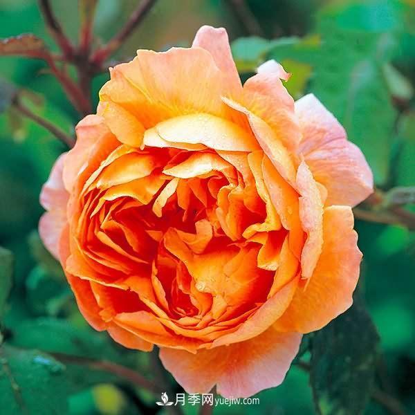 熱銷的8種月季花，沒養(yǎng)的都后悔了！(圖1)