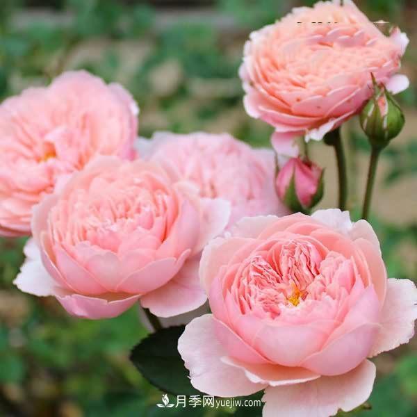 熱銷的8種月季花，沒養(yǎng)的都后悔了！(圖6)