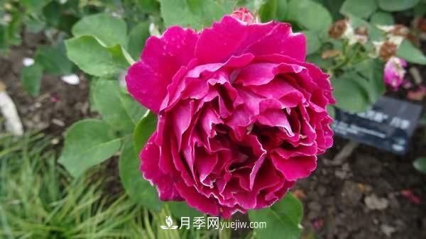 熱銷的8種月季花，沒養(yǎng)的都后悔了！(圖5)