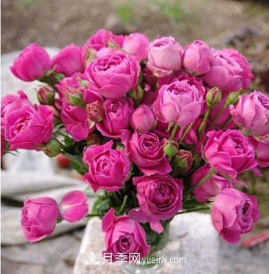 切花月季的十個(gè)養(yǎng)護(hù)技巧，全了(圖2)
