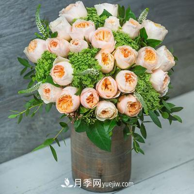切花月季的十個(gè)養(yǎng)護(hù)技巧，全了(圖1)