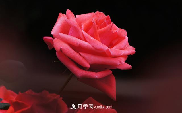 切花月季是什么呢？(圖1)