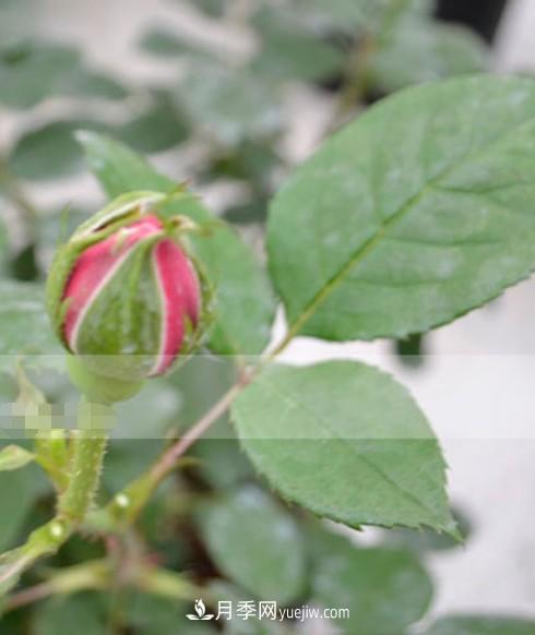 月季花有必要疏蕾嗎？(圖3)