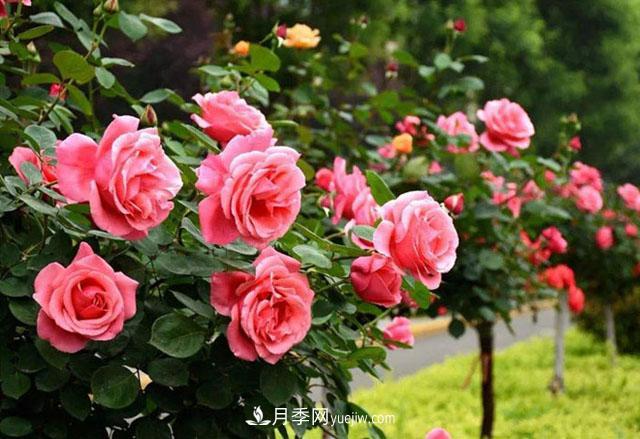 月季在秋季的盛花期如何養(yǎng)護(hù)？大神支招(圖1)