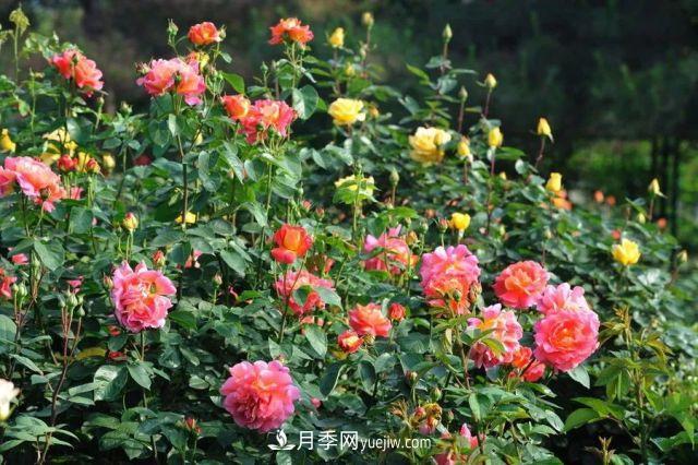 月季在秋季的盛花期如何養(yǎng)護(hù)？大神支招(圖3)