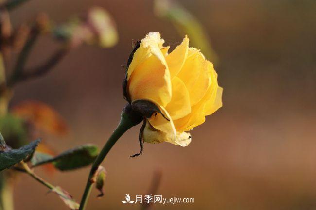 初冬拍月季，花稀別樣美(圖2)