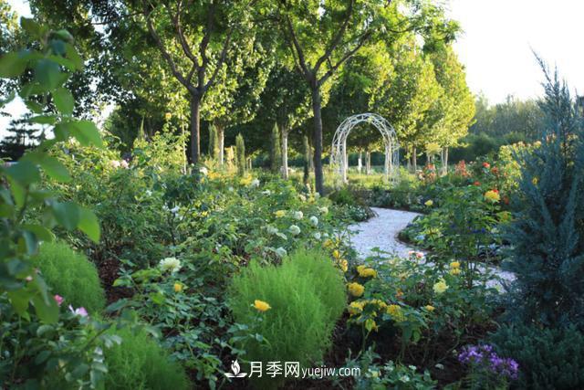 「人物」從南陽銷售員到中國推廣大使，“月季女王”成長記(圖2)