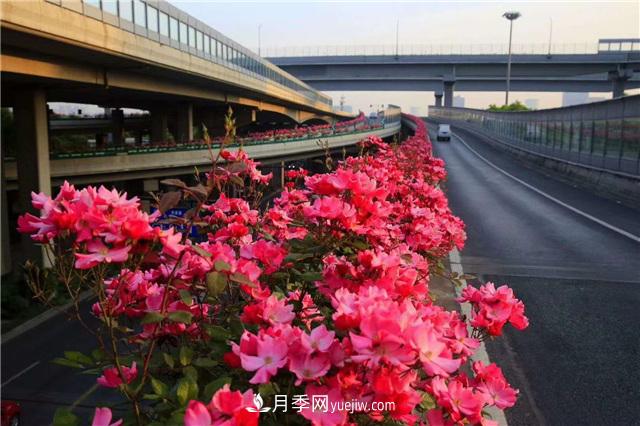 2021年，綠化月季上高架會(huì)成為潮流嗎？(圖6)