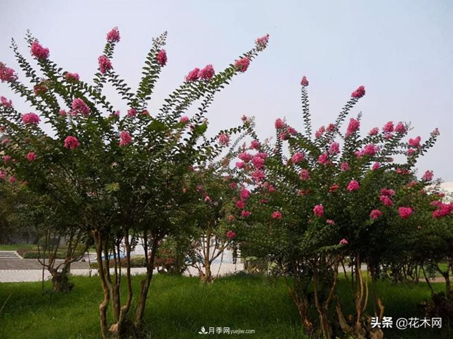 叢生苗木市場火熱，如何輕松登上銷量榜首？(圖2)