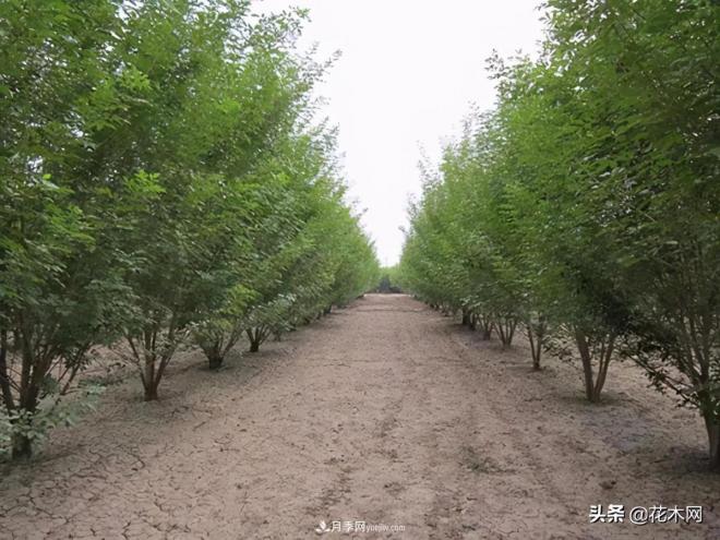 叢生苗木市場火熱，如何輕松登上銷量榜首？(圖4)
