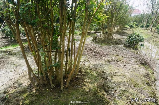 叢生苗木市場火熱，如何輕松登上銷量榜首？(圖3)