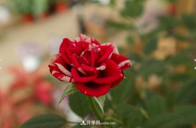 月季爆筍芽了，花友喜滋滋，先別樂，這個時期要慎重(圖2)