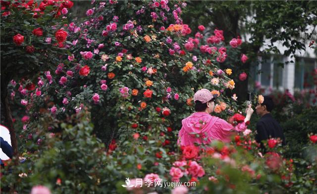 月季花為什么花朵越開越小花色淡？這五點做好，葉茂花繁色嬌艷(圖2)