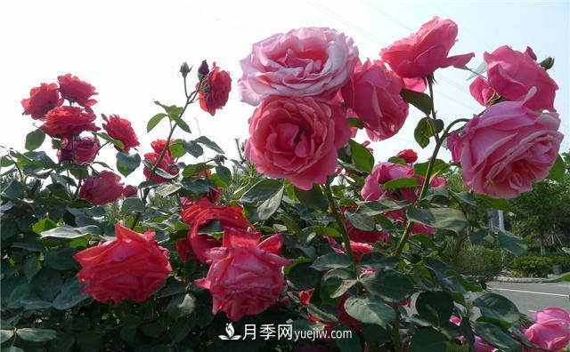 月季花為什么花朵越開越小花色淡？這五點做好，葉茂花繁色嬌艷(圖1)