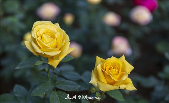 月季花為什么花朵越開越小花色淡？這五點做好，葉茂花繁色嬌艷(圖3)