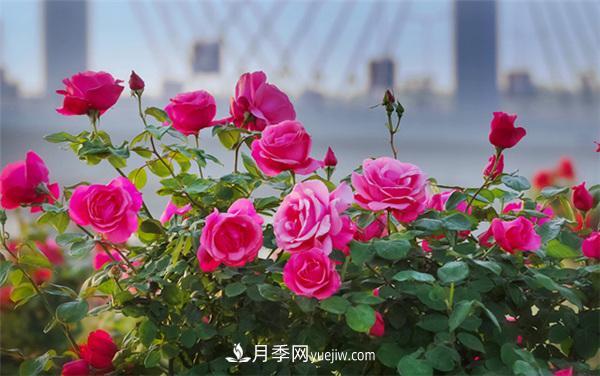 月季知識(shí)介紹，月季百科(圖3)