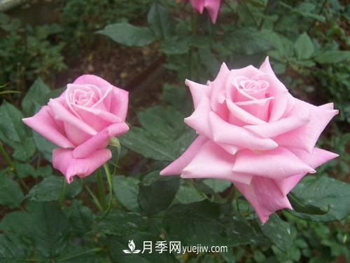 十大***經(jīng)典月季花，開花***勤(圖2)