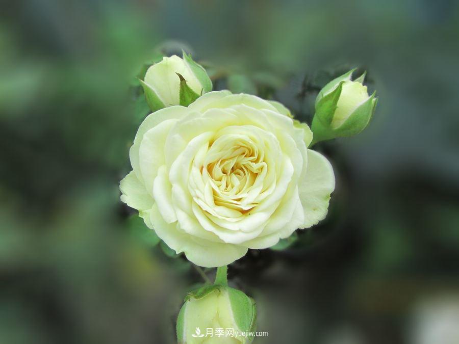 十大***經(jīng)典月季花，開花***勤(圖1)