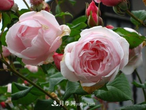 十大***經(jīng)典月季花，開花***勤(圖3)