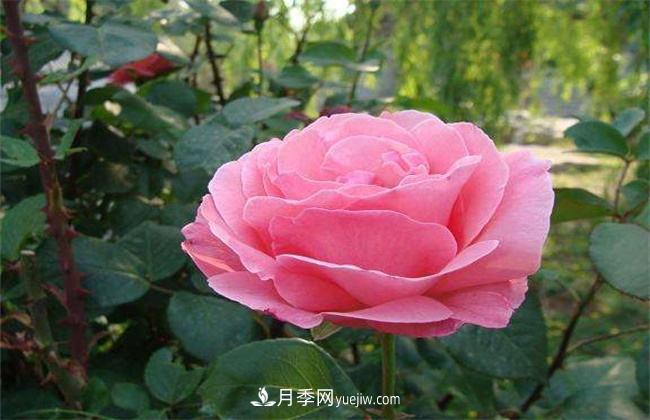 月季有毒嗎，怎么養(yǎng)殖？(圖1)