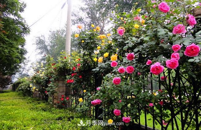 藤本月季生長(zhǎng)比較快，該如何修剪？(圖2)