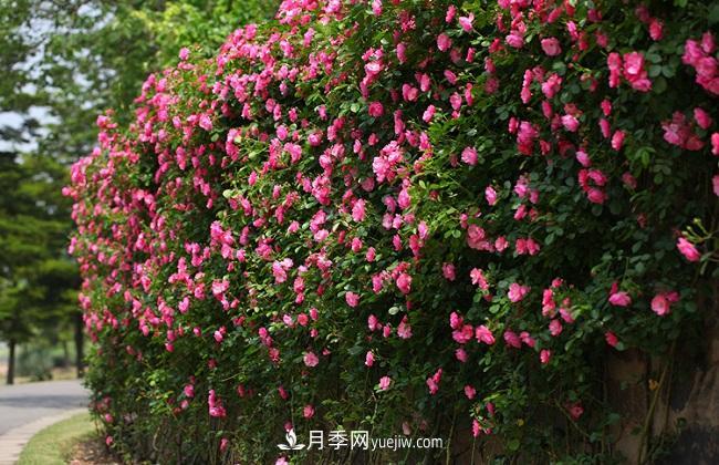 藤本月季生長(zhǎng)比較快，該如何修剪？(圖3)