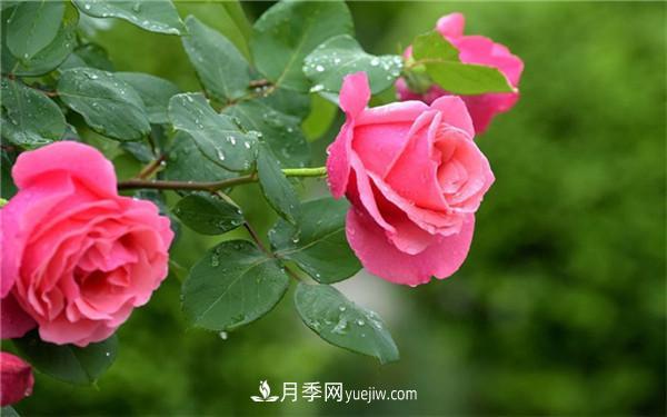 地栽月季花的養(yǎng)殖方法，養(yǎng)殖的小技巧有什么(圖1)