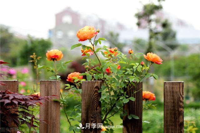 月季好養(yǎng)嗎？有哪些養(yǎng)殖注意事項？(圖1)