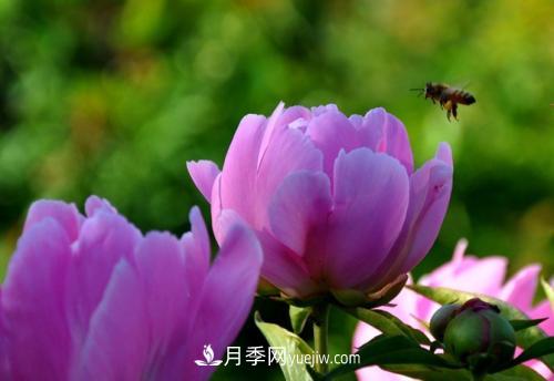 芍藥、牡丹、月季的區(qū)別？科學(xué)修剪辦法(圖2)