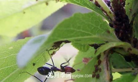 月季上的蚜蟲(chóng)真煩人，有效治療辦法是什么(圖3)