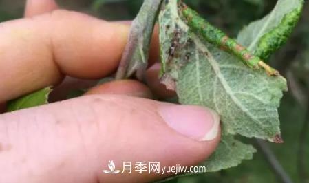 月季上的蚜蟲(chóng)真煩人，有效治療辦法是什么(圖4)