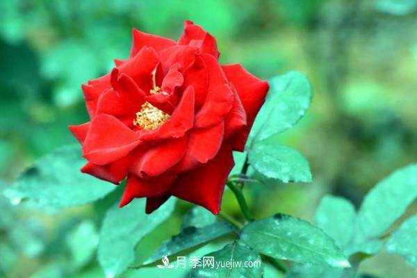 月季上的蚜蟲(chóng)真煩人，有效治療辦法是什么(圖2)