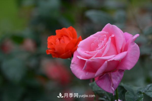 月季上的蚜蟲(chóng)真煩人，有效治療辦法是什么(圖1)