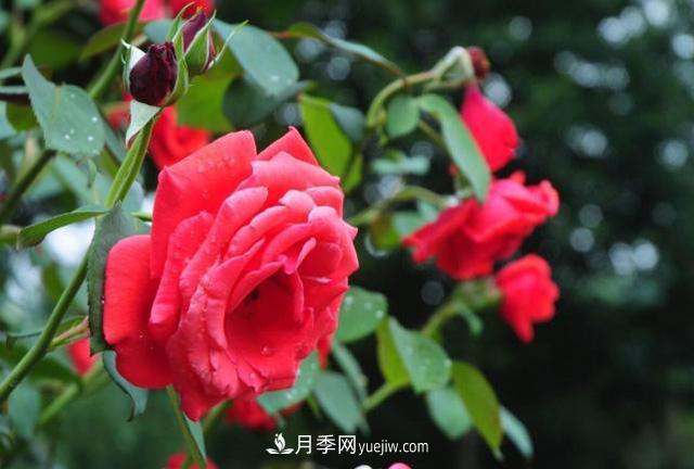 月季花養(yǎng)殖的一些注意事項，盆栽月季需要如何養(yǎng)護(hù)？(圖1)