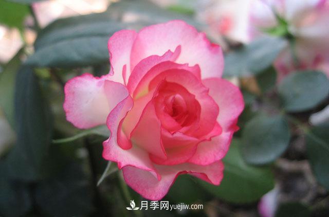 月季花冬天施肥不可大意，肥水管理分享(圖1)