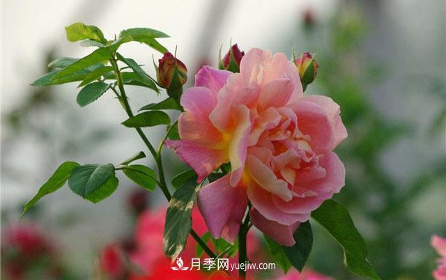 小白不知道微型月季肥水管理，那么月季花需要什么肥料(圖1)