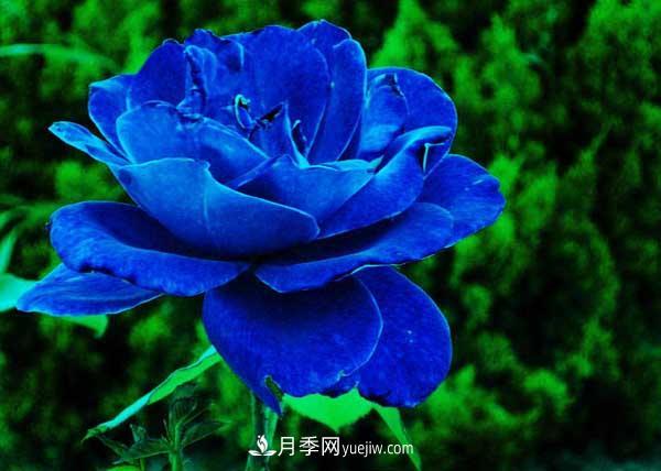 藍色妖姬是什么月季花？藍色妖姬的花語是什么(圖2)