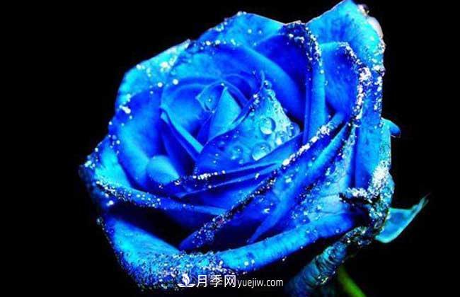 藍色妖姬是什么月季花？藍色妖姬的花語是什么(圖1)