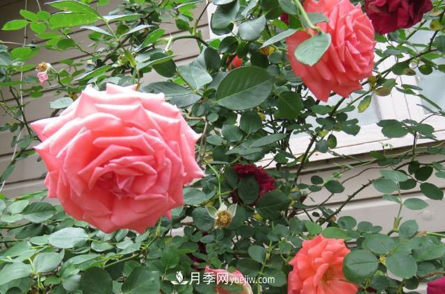 月季病蟲害銹病、黑斑病、白粉病的防治方法介紹(圖1)