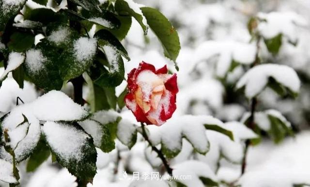 你知道月季如何防寒嗎？正在進(jìn)行時(shí)(圖1)
