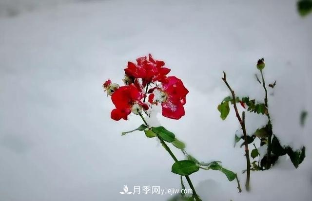 你知道月季如何防寒嗎？正在進(jìn)行時(shí)(圖2)