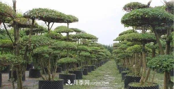 苗木價(jià)格是怎么估算的？(圖1)